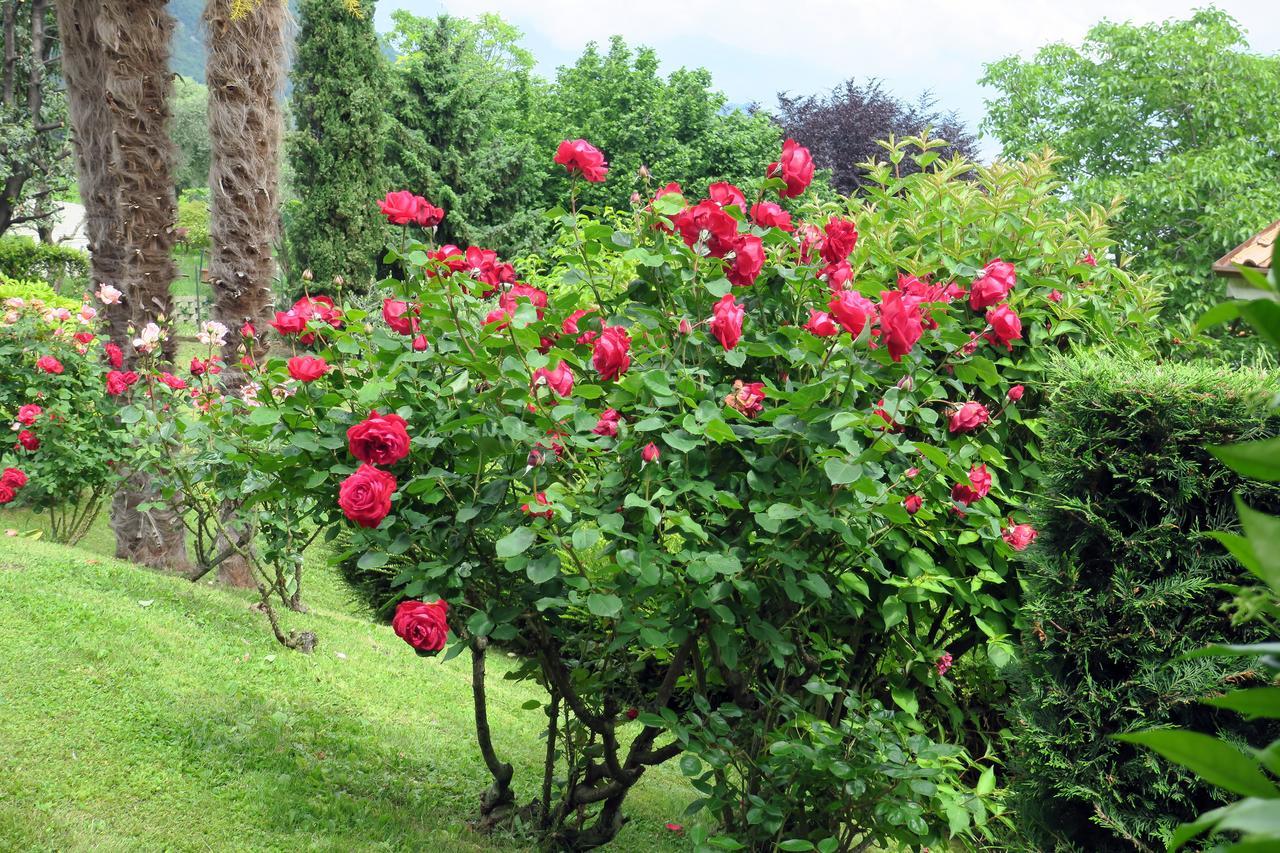 Bellagio Lake View Villa Oliveto Lario Dış mekan fotoğraf